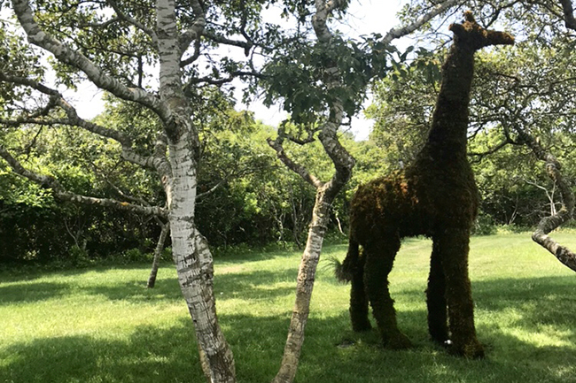 The Garden at 7 Pocomo